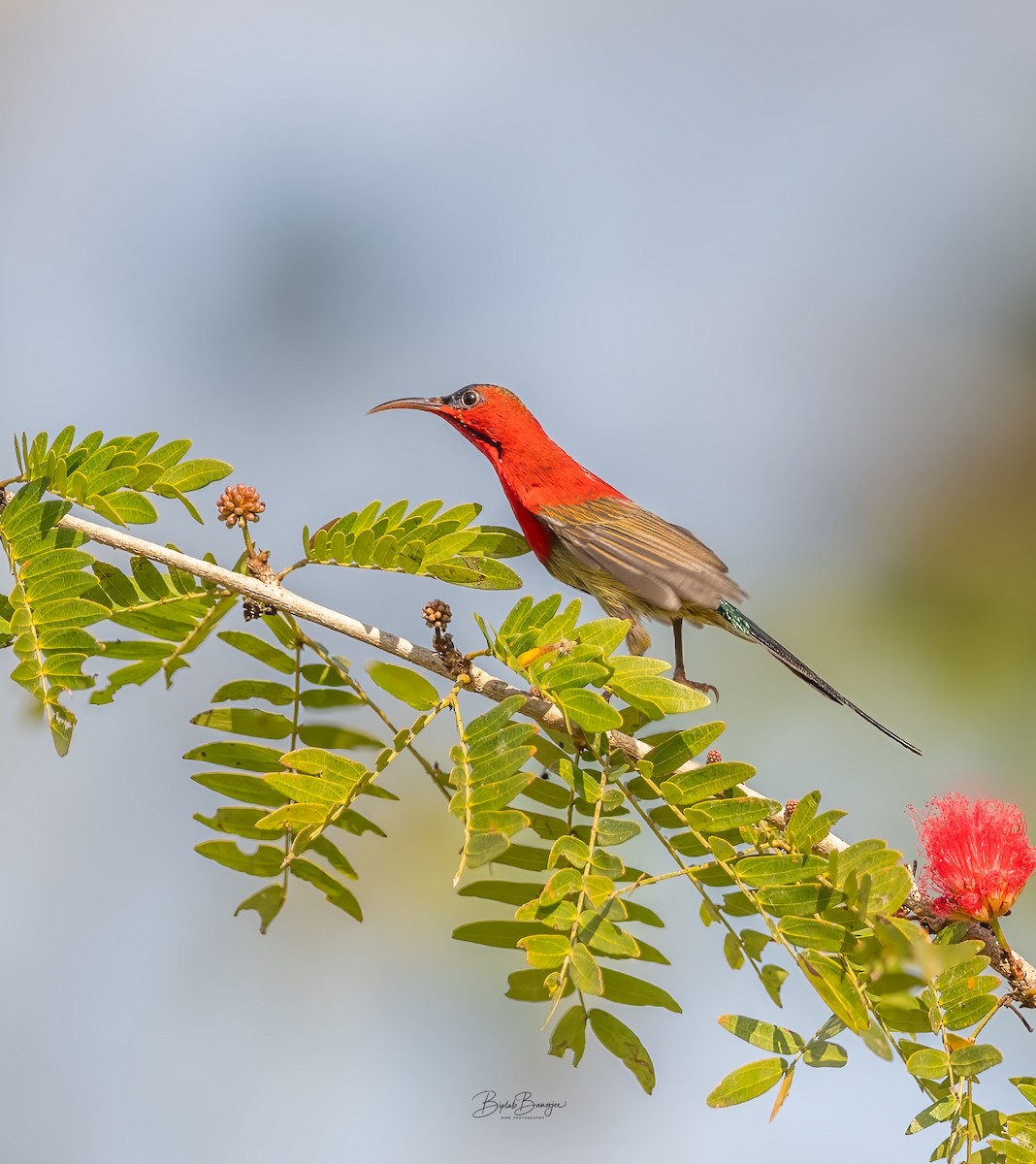 Crimson Sunbird - ML635514894