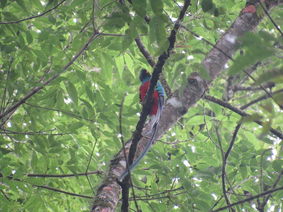 Quetzal - ML635514915