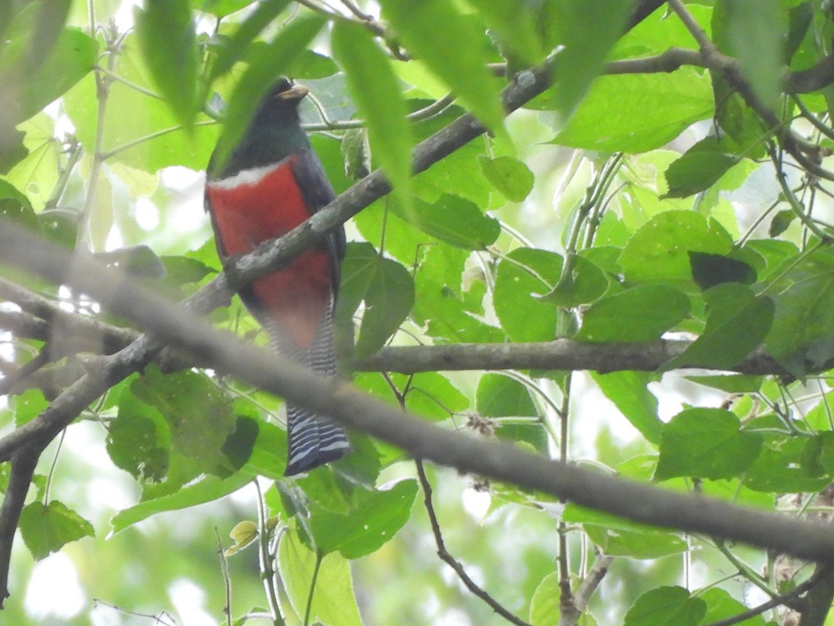 Jungferntrogon - ML635514919
