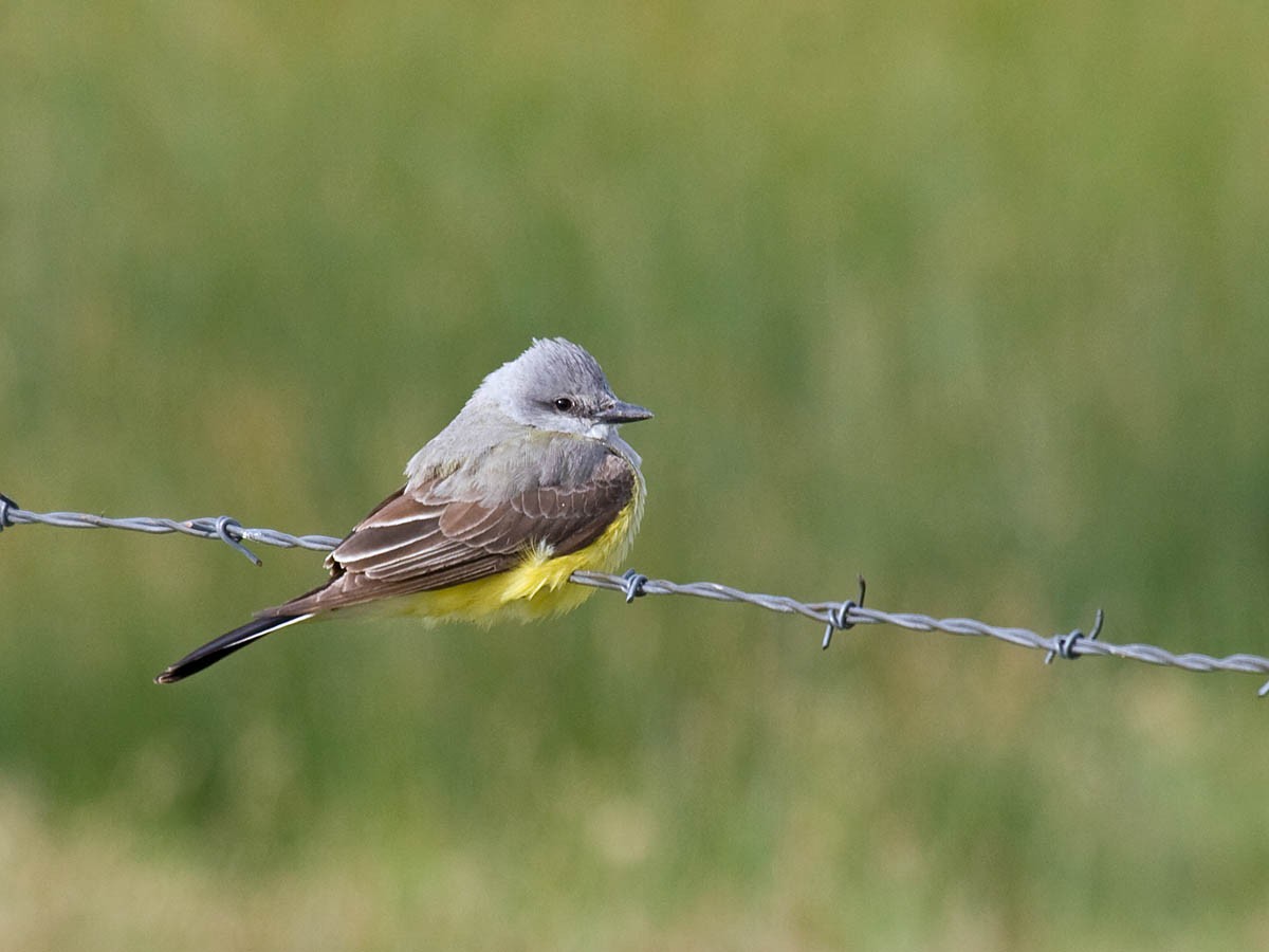 Schmalschnabel-Königstyrann - ML635514927