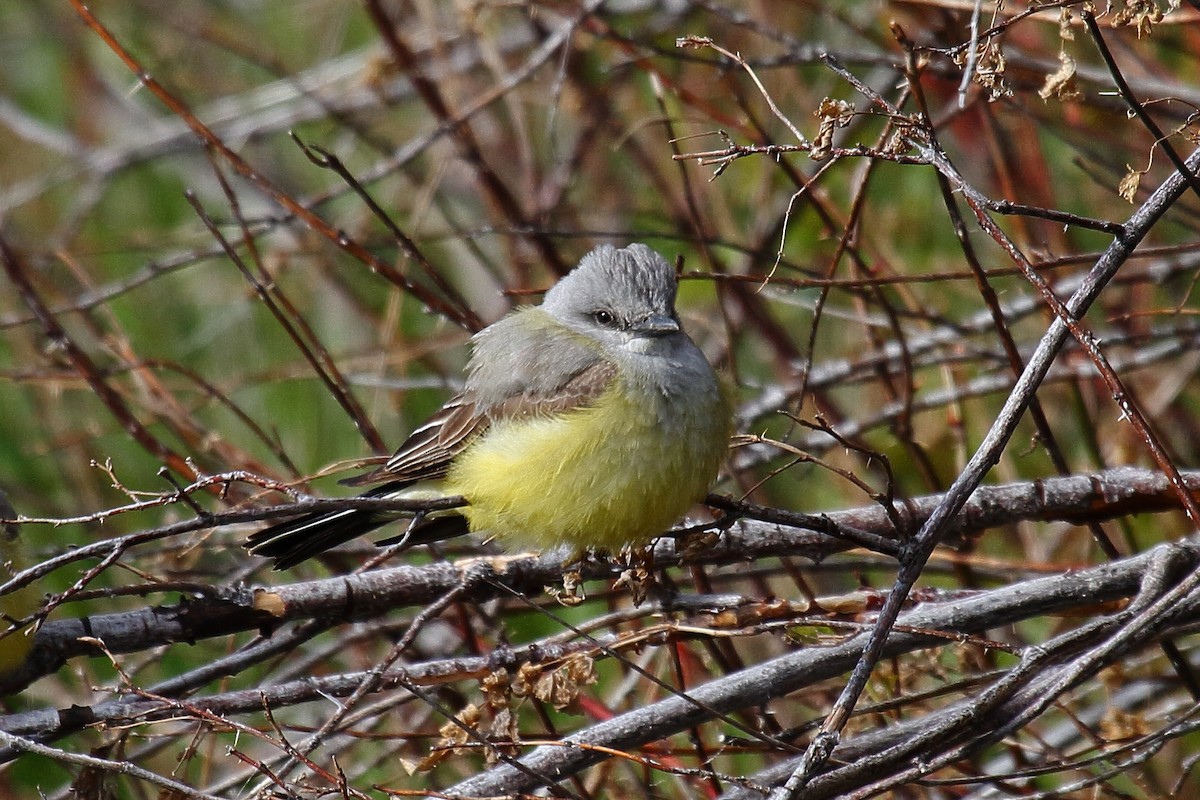 Schmalschnabel-Königstyrann - ML635514928