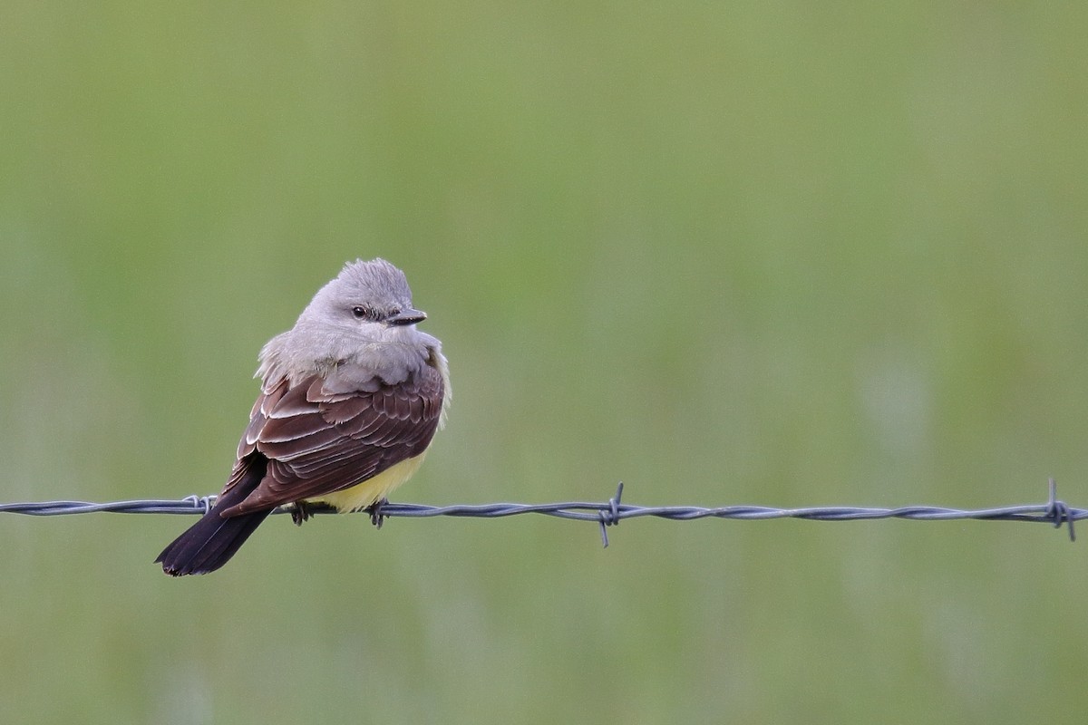 Schmalschnabel-Königstyrann - ML635514929