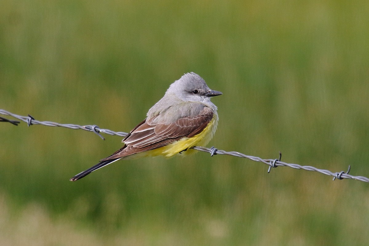 Schmalschnabel-Königstyrann - ML635514930