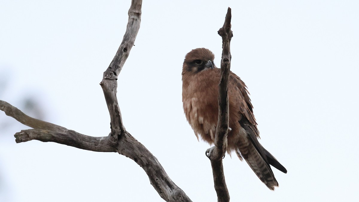 Habichtfalke - ML635514944