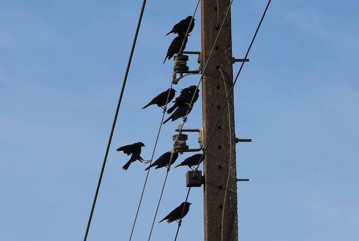 Palmenstärling - ML635514949
