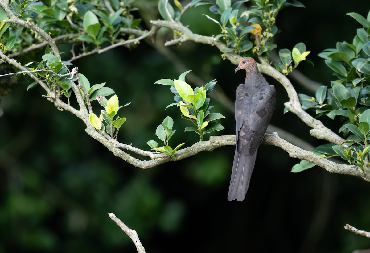 Philippine Cuckoo-Dove - ML635514955