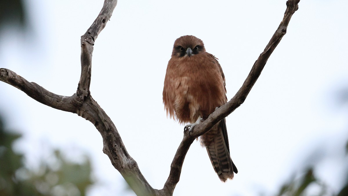 brunfalk - ML635514972