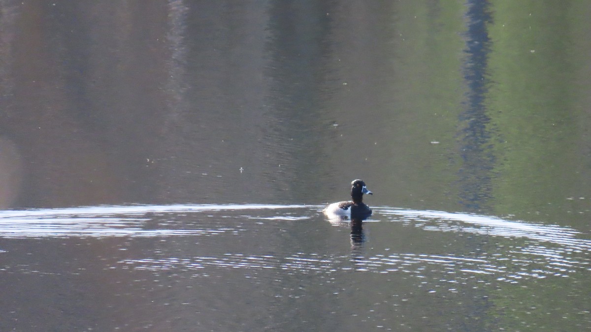 Ring-necked Duck - ML635514998