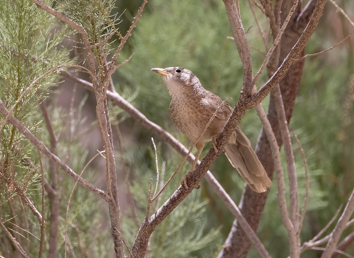 Arabian Babbler - ML635515054