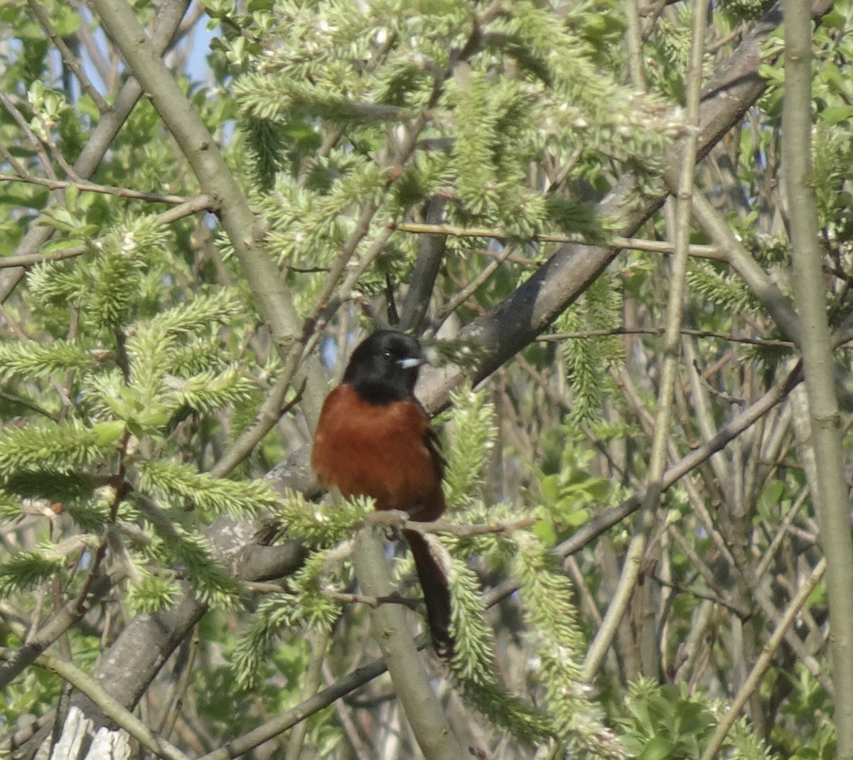 Orchard Oriole - ML635515055
