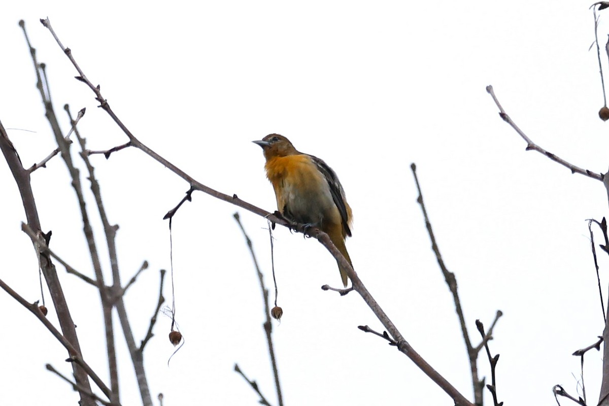 Baltimore Oriole - ML635515075
