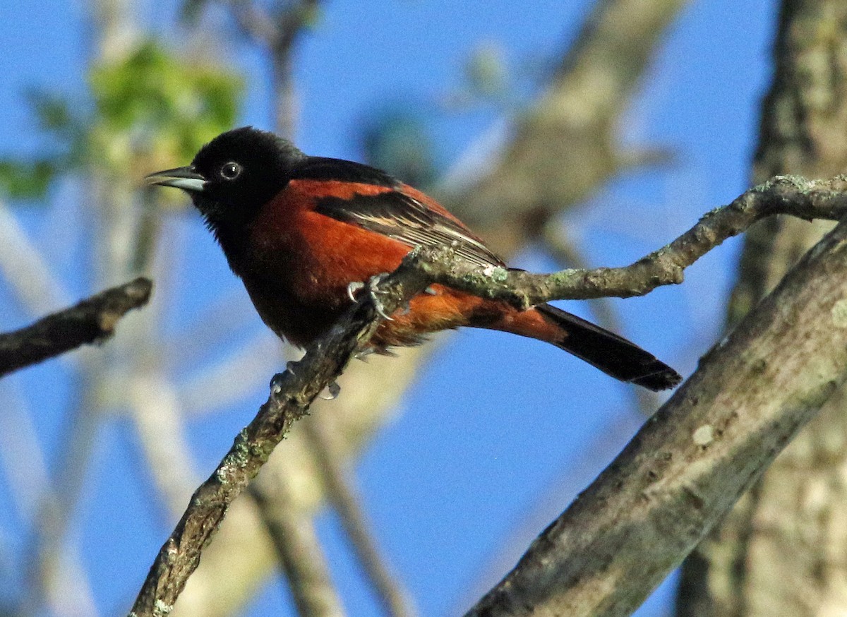 Orchard Oriole - ML635515122