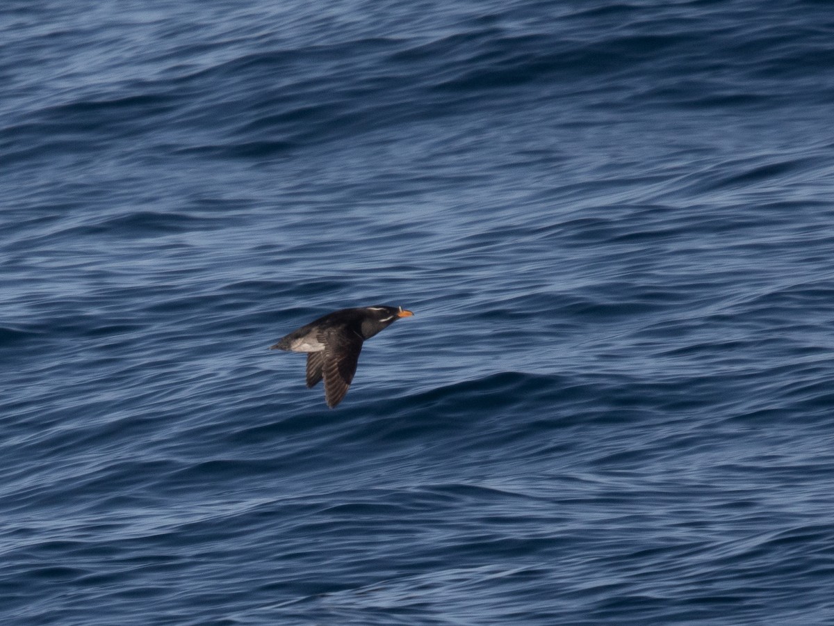 Rhinoceros Auklet - ML635515145