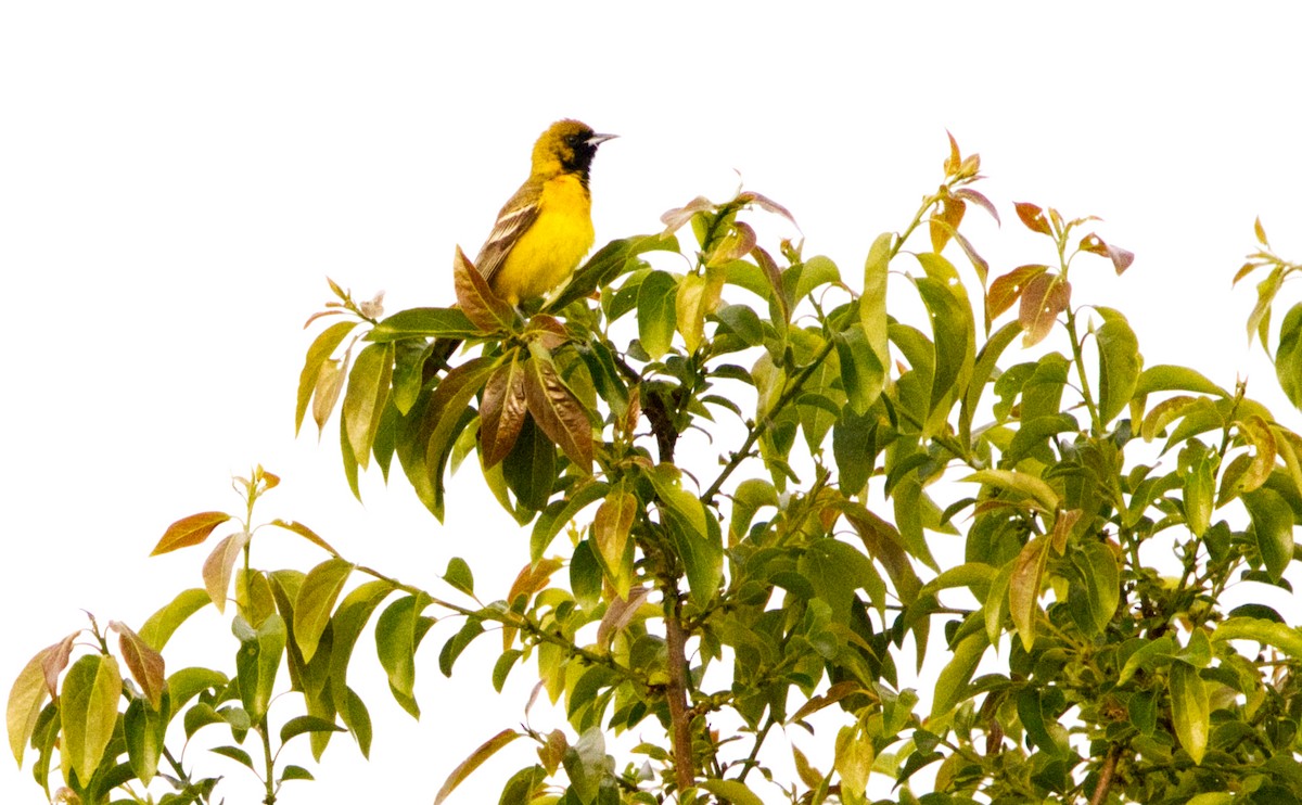 Orchard Oriole - ML635515173