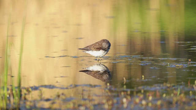 Solitary Sandpiper - ML635515205