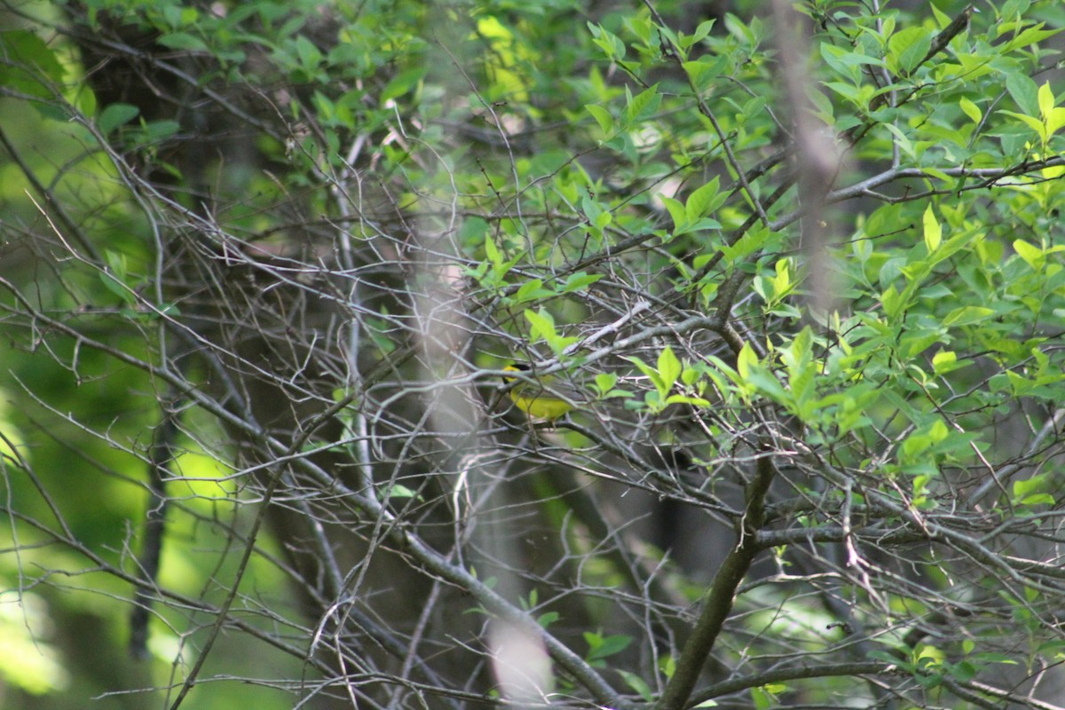 Hooded Warbler - ML635515219