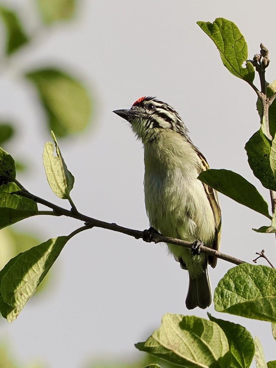 Northern Red-fronted Tinkerbird - ML635515235