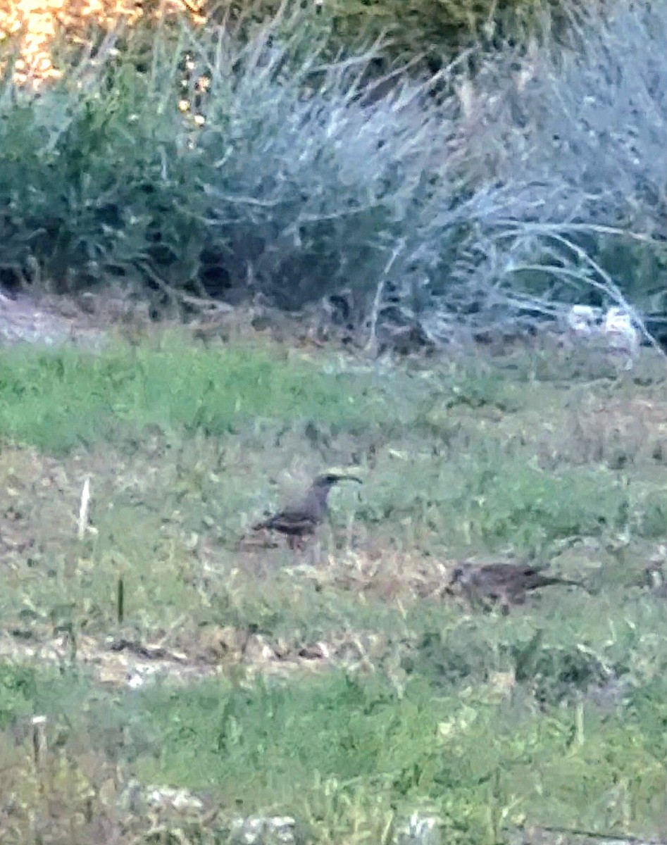 Scale-throated Earthcreeper - ML635515255