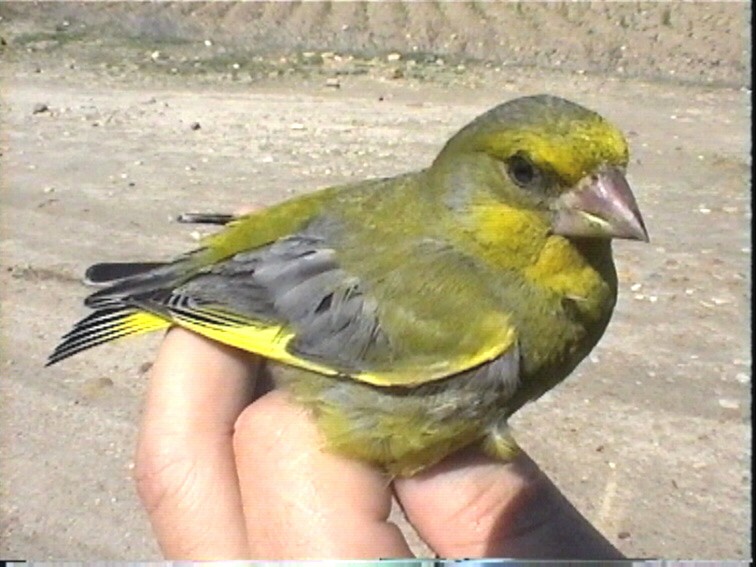 European Greenfinch - ML635515284