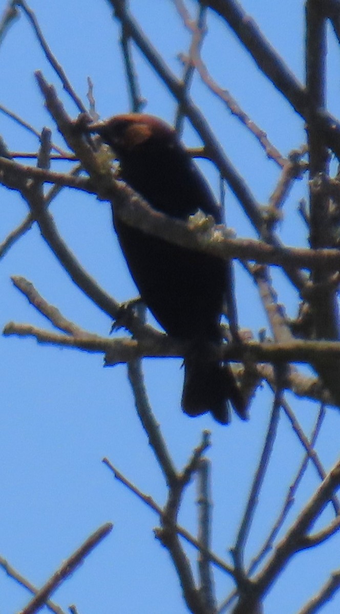 brunhodetrupial - ML635515299