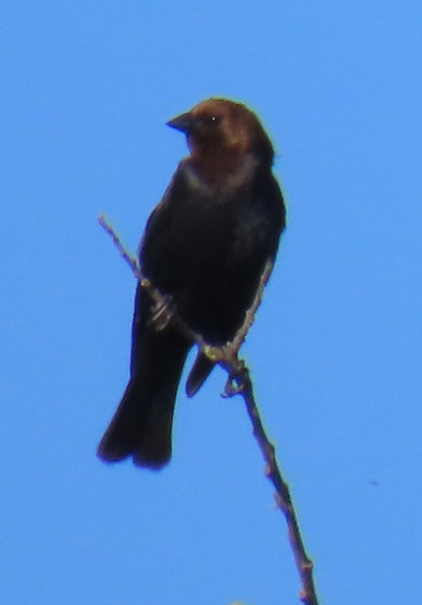 brunhodetrupial - ML635515300