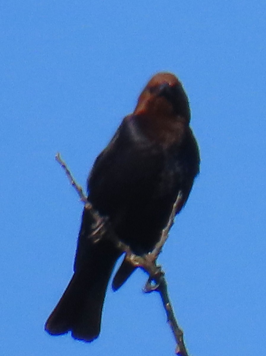 brunhodetrupial - ML635515301