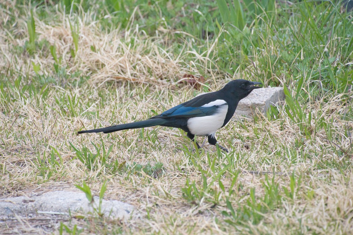 Oriental Magpie - ML635515329