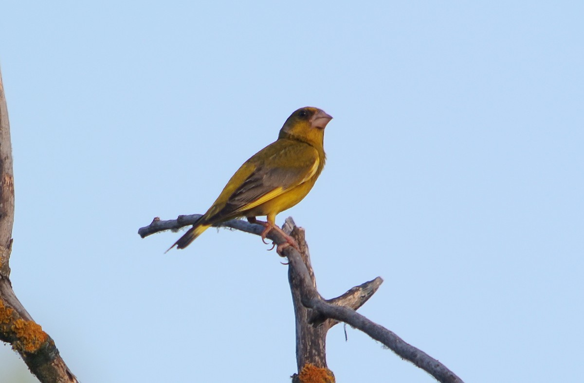 Эгэл ногоолдой - ML635515333