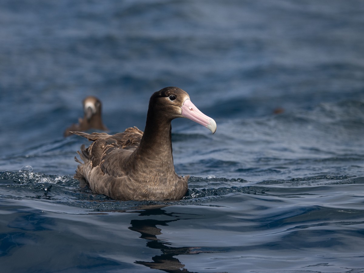 Short-tailed Albatross - ML635515405