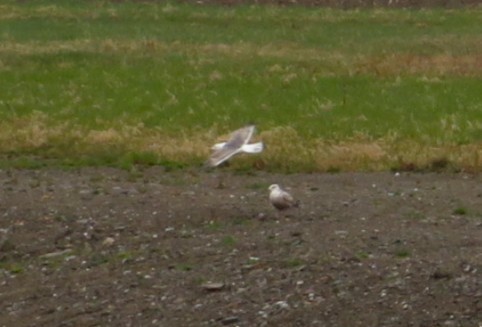 Lesser Black-backed Gull (graellsii) - ML635515419