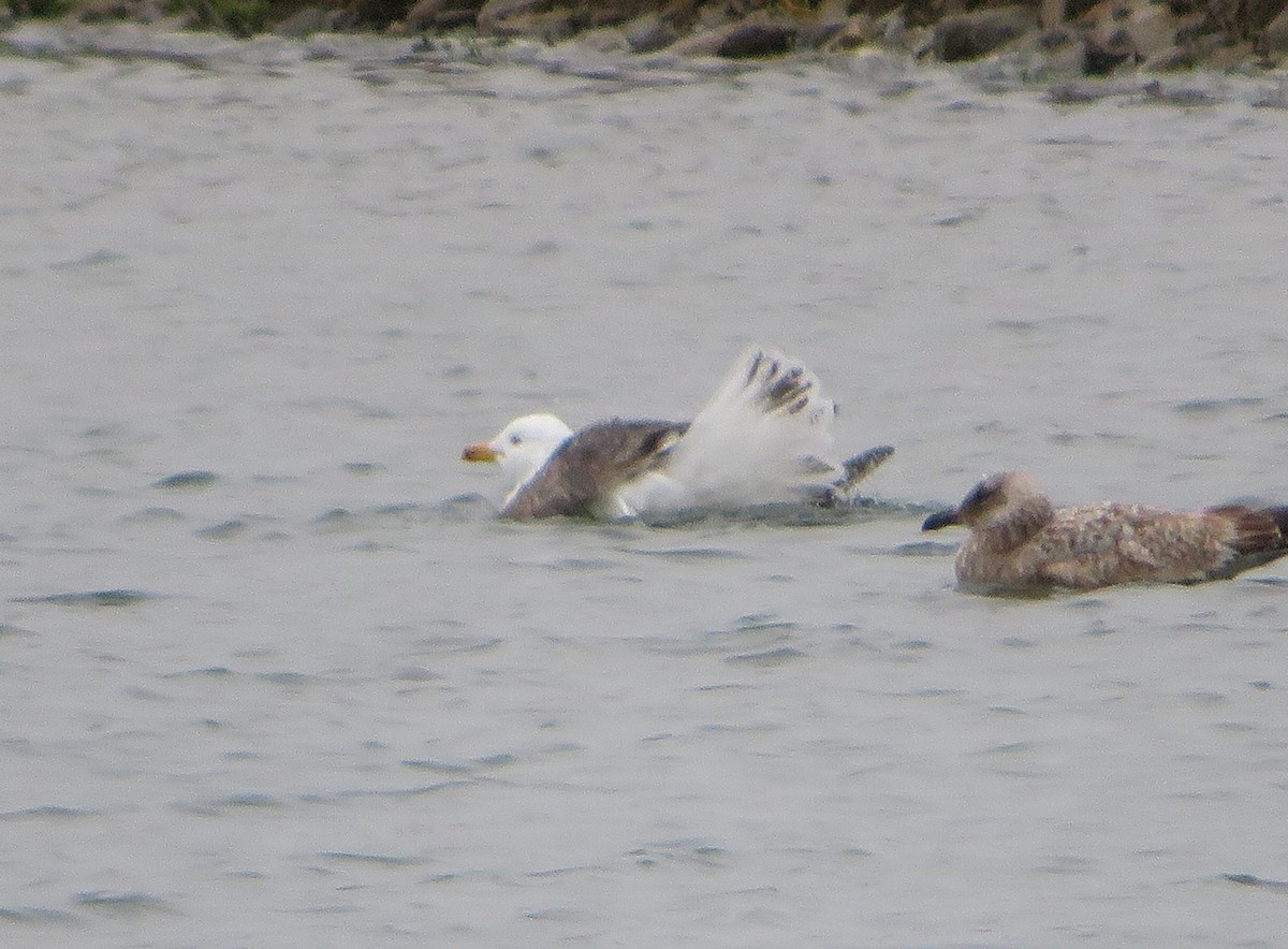 Lesser Black-backed Gull (graellsii) - ML635515420