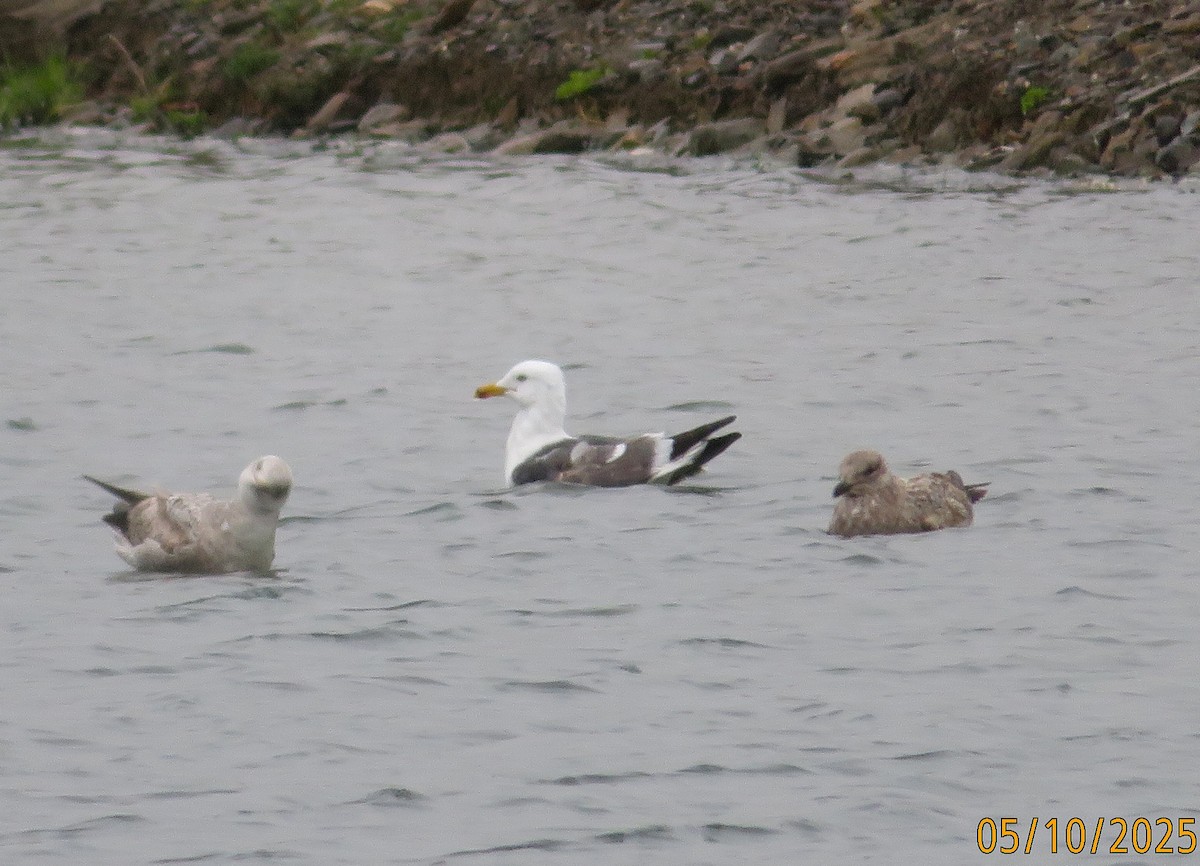Lesser Black-backed Gull (graellsii) - ML635515421