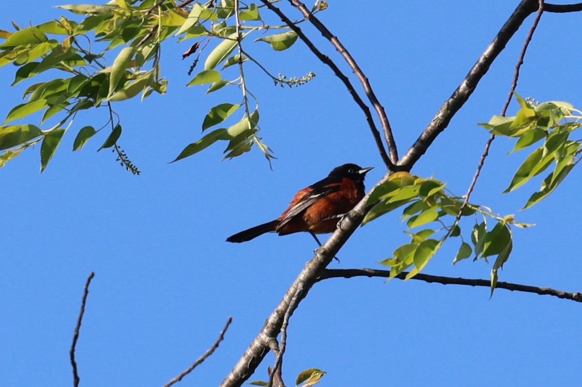 Orchard Oriole - ML635515425
