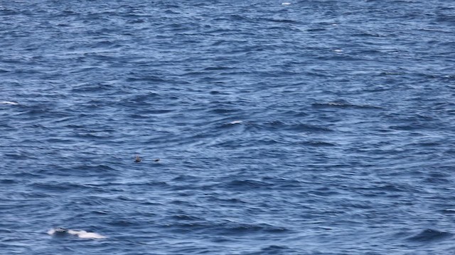 Rhinoceros Auklet - ML635515441