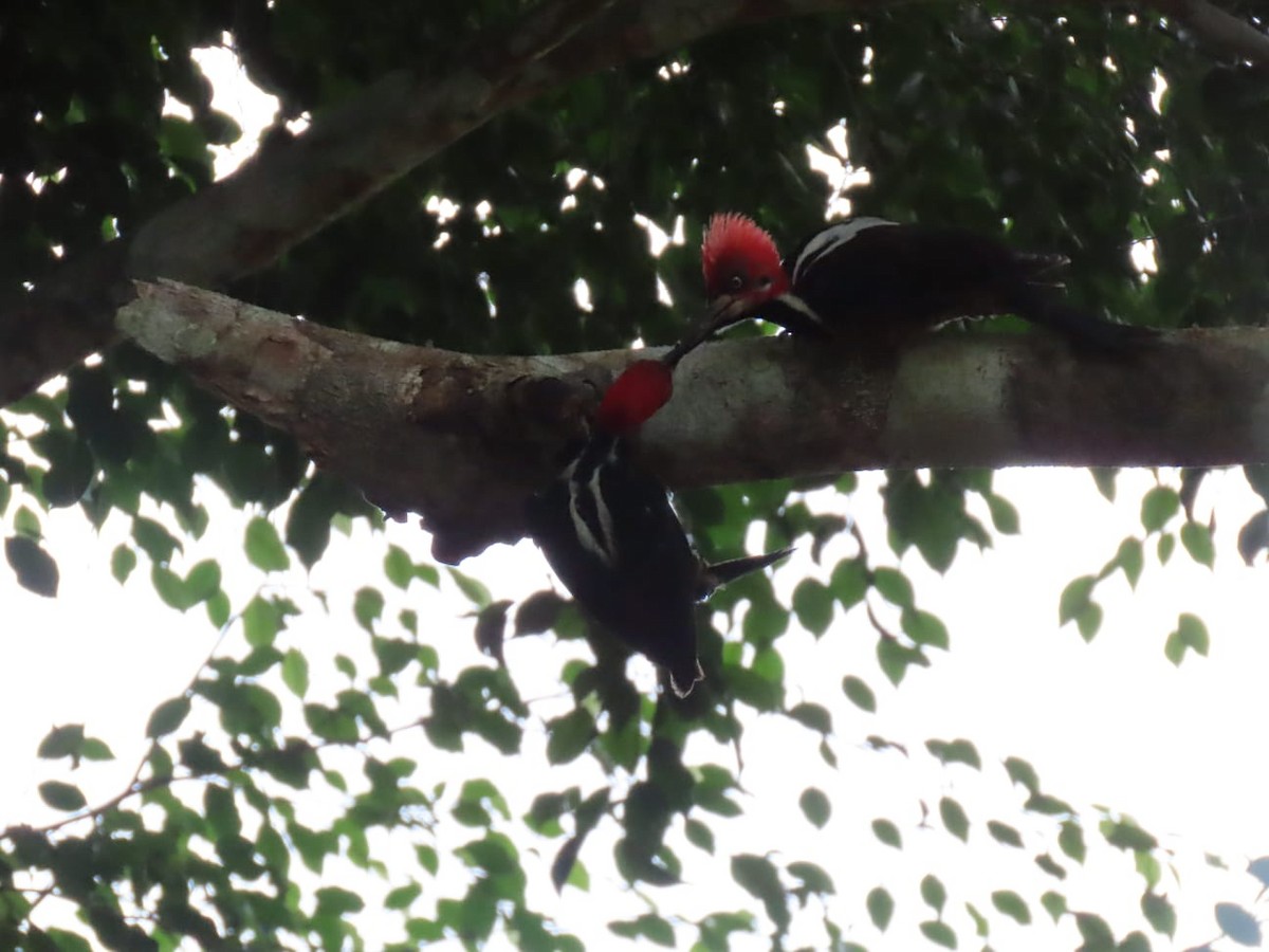 Crimson-crested Woodpecker - ML635515511