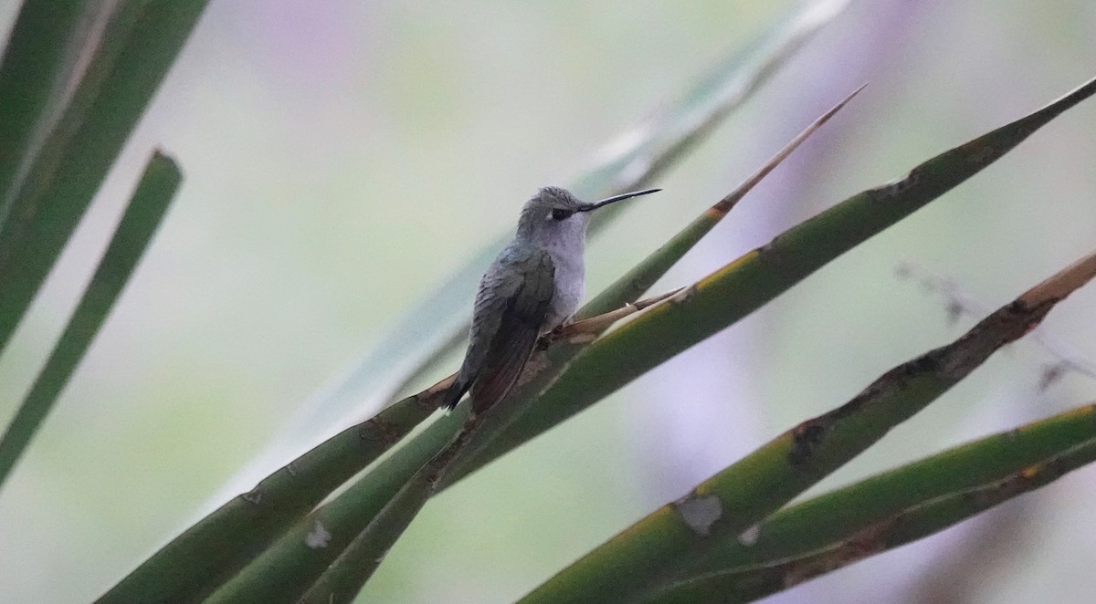 Costa's Hummingbird - ML635515619