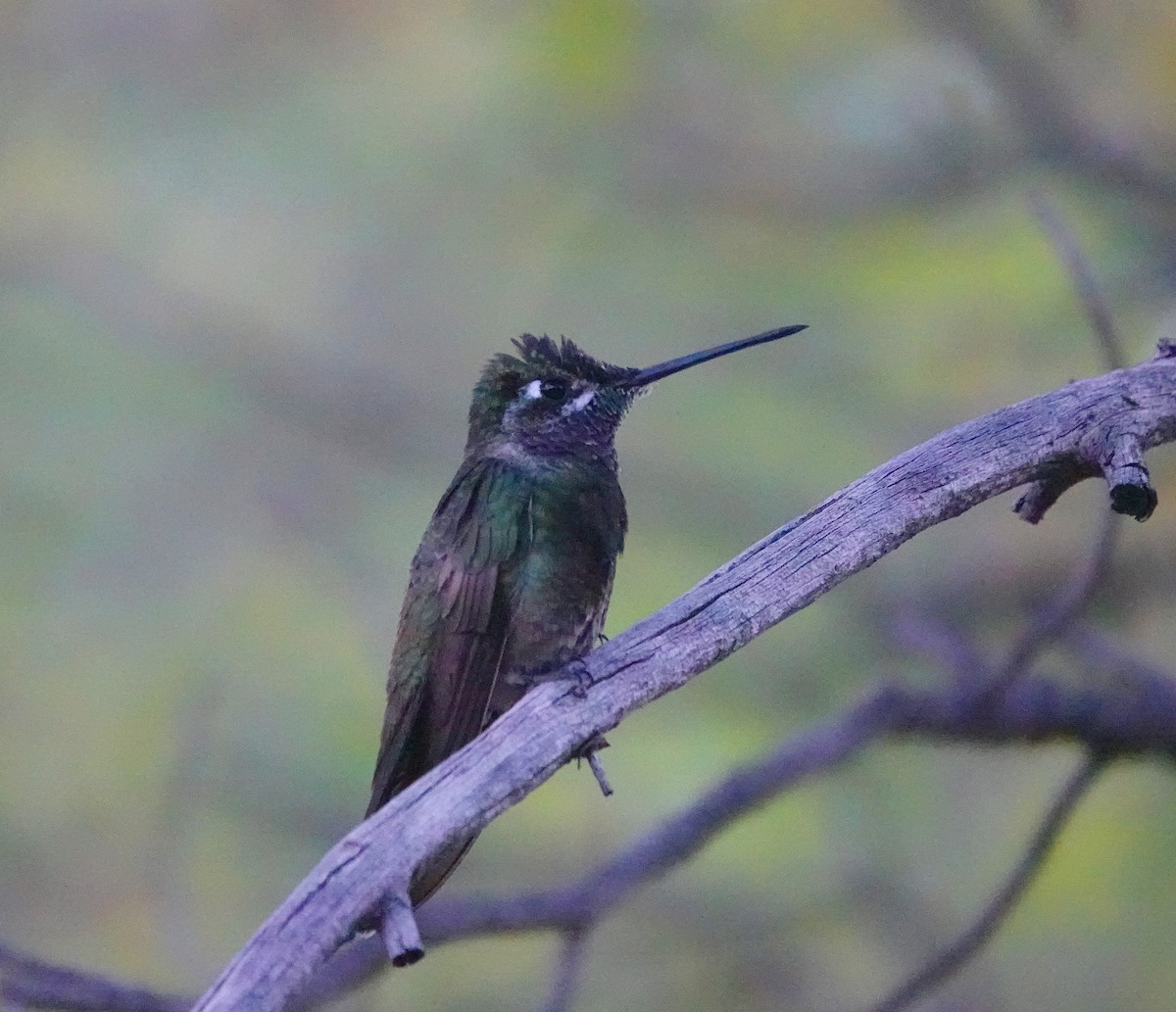 Rivoli's Hummingbird - ML635515698