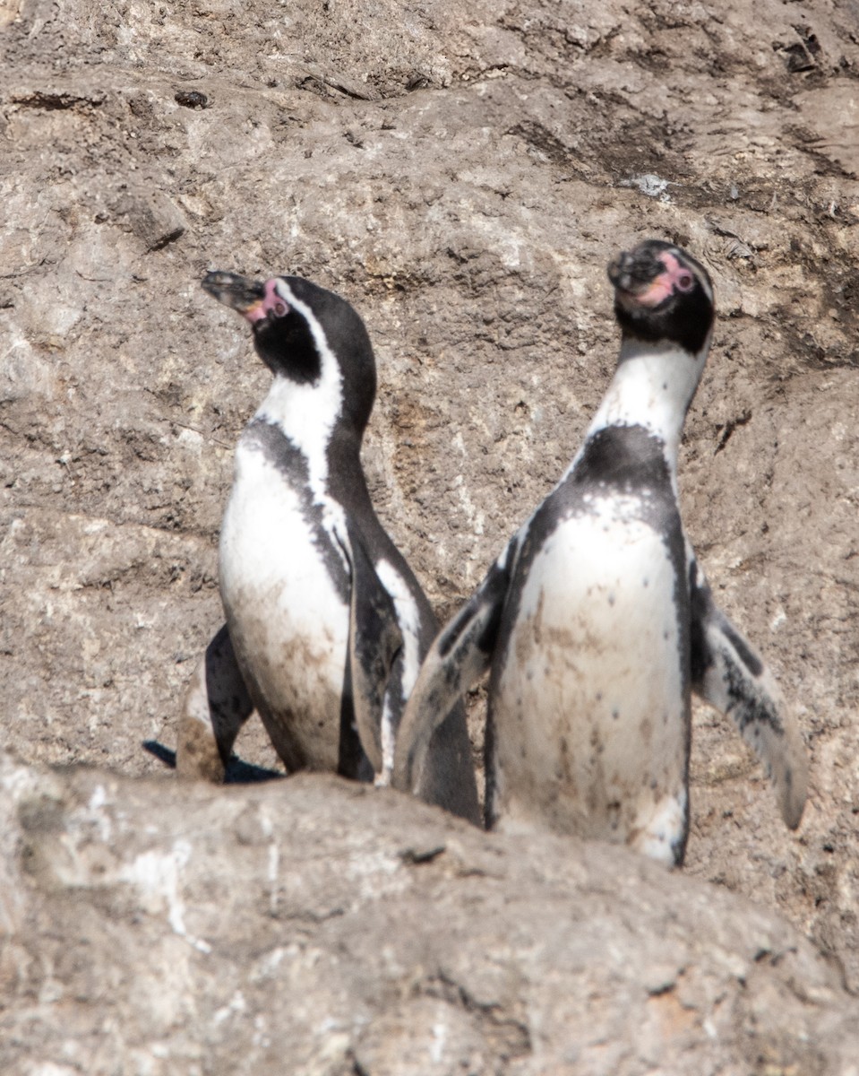 Humboldt Penguin - ML635515771