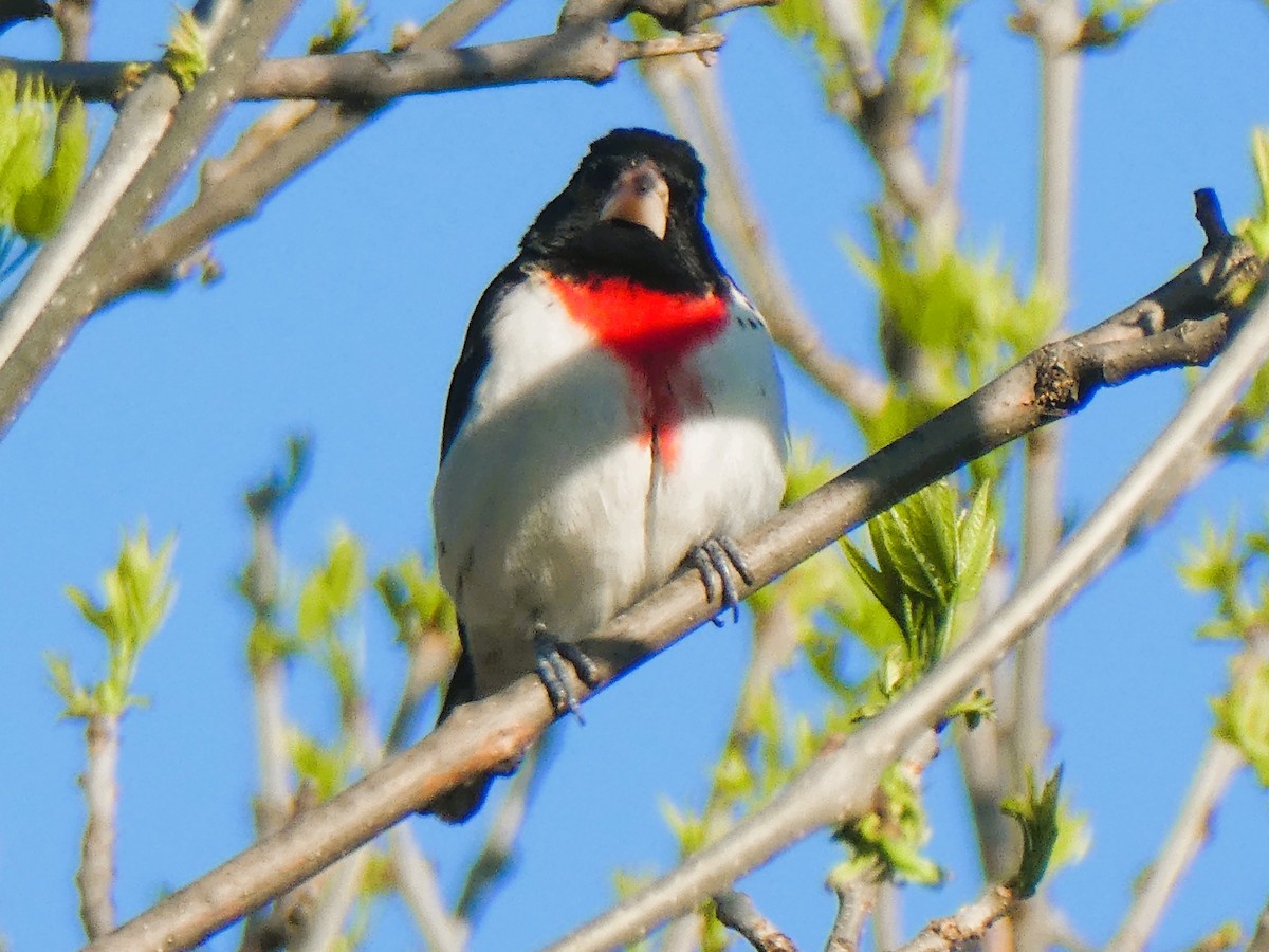 Cardinal à poitrine rose - ML635515821
