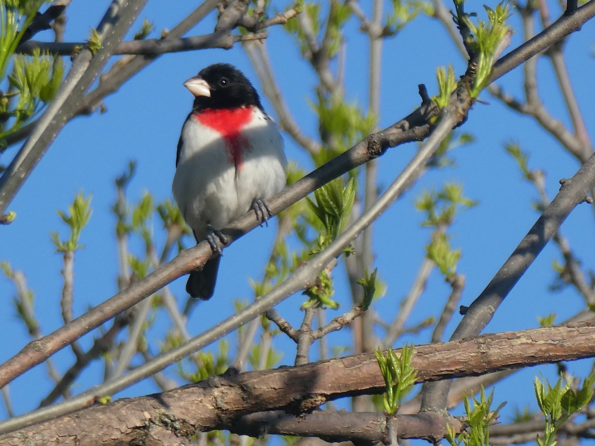 Cardinal à poitrine rose - ML635515822