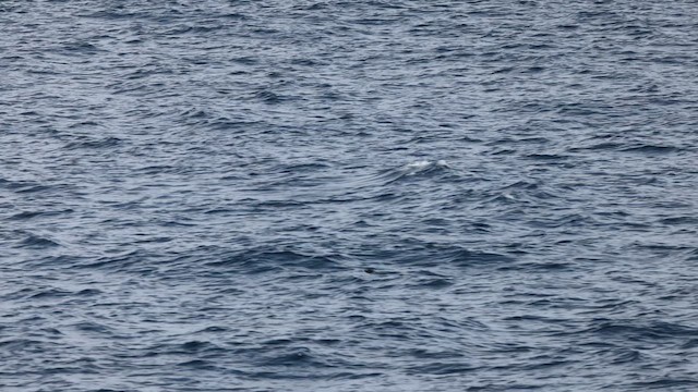 Rhinoceros Auklet - ML635515823