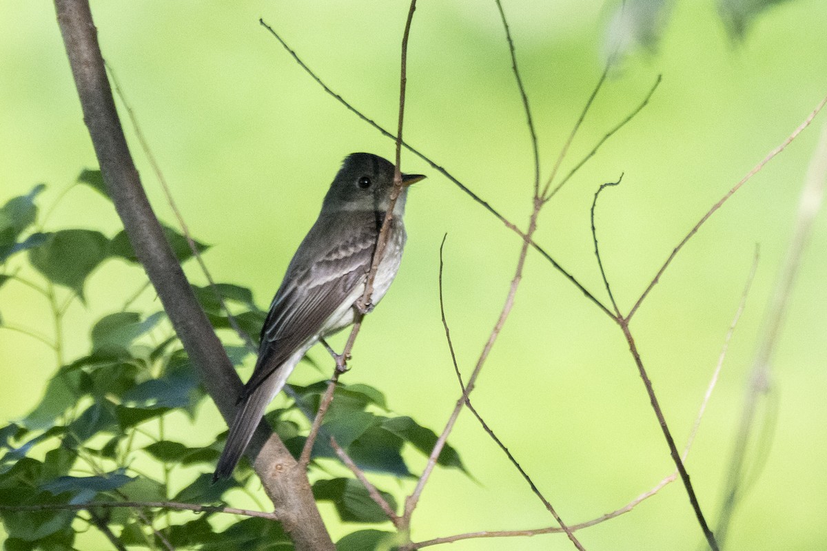 Eastern Wood-Pewee - ML635515872