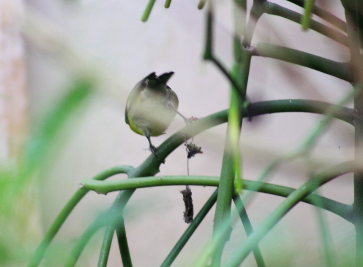 Bananaquit - ML635515878