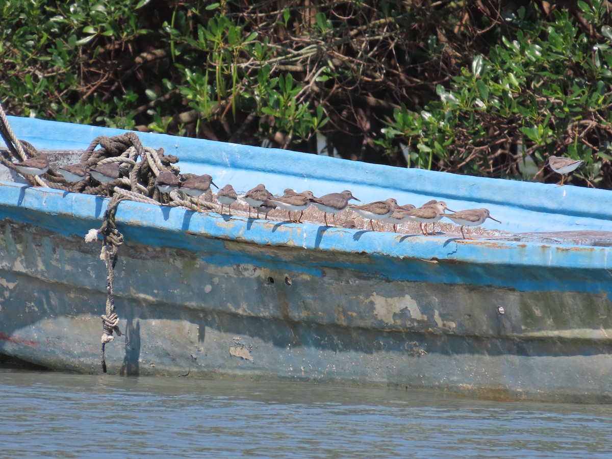 Terek Sandpiper - ML635515879