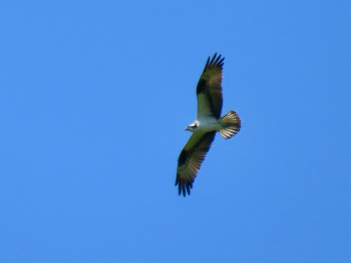 Osprey - ML635515890