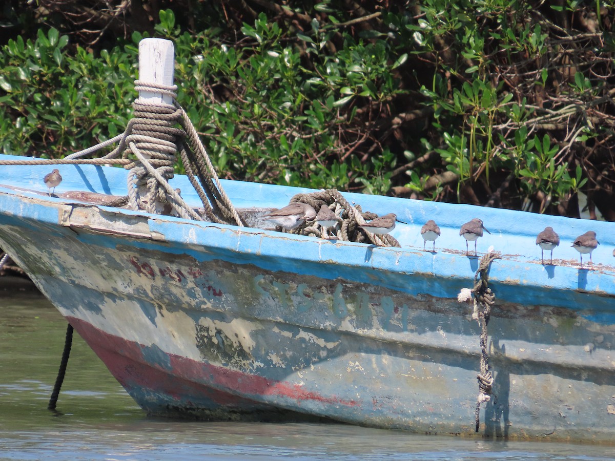 Terek Sandpiper - ML635515912