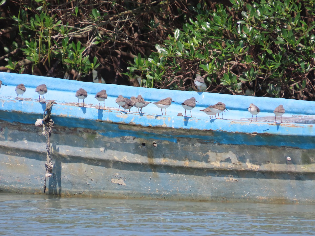 Terek Sandpiper - ML635515913