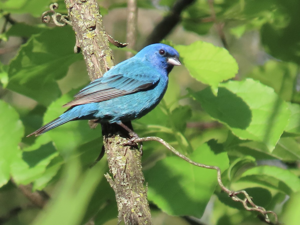 Indigo Bunting - ML635515915