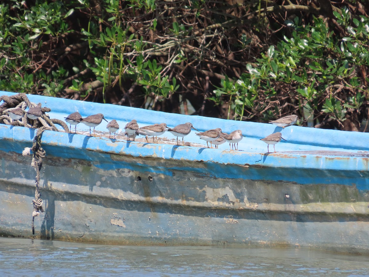Terek Sandpiper - ML635515933