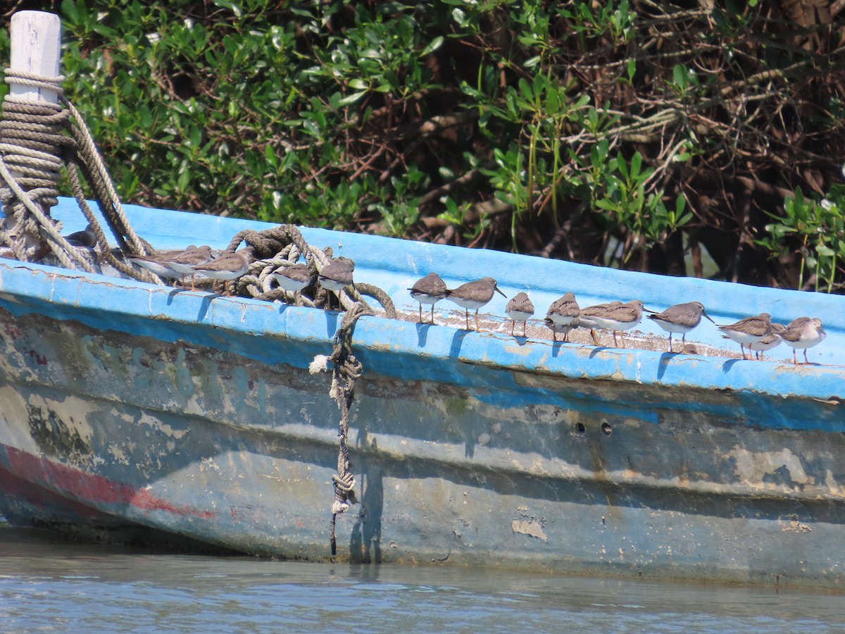 Terek Sandpiper - ML635515934